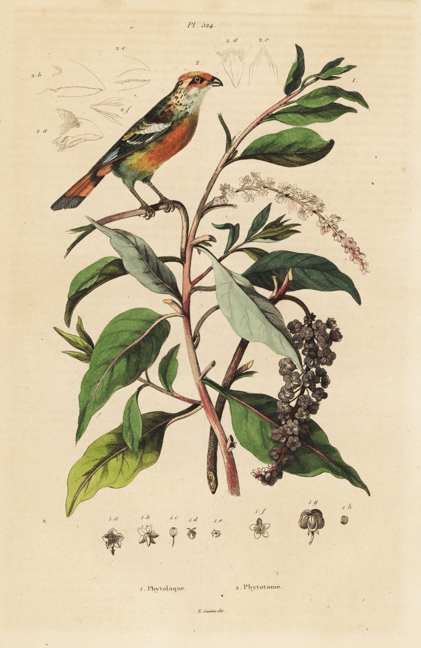 White-tipped Plantcutter, Phytotoma rutile Phytolacca americana, 美国商陆 作者 不明