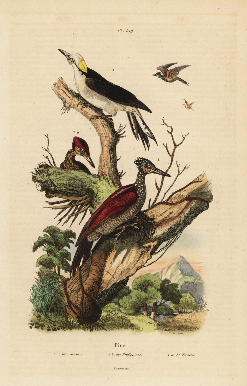 白啄木鸟，Melanerpes candidus，菲律宾侏儒啄木鸟，Yungipicus maculatus，男性和女性 作者 不明