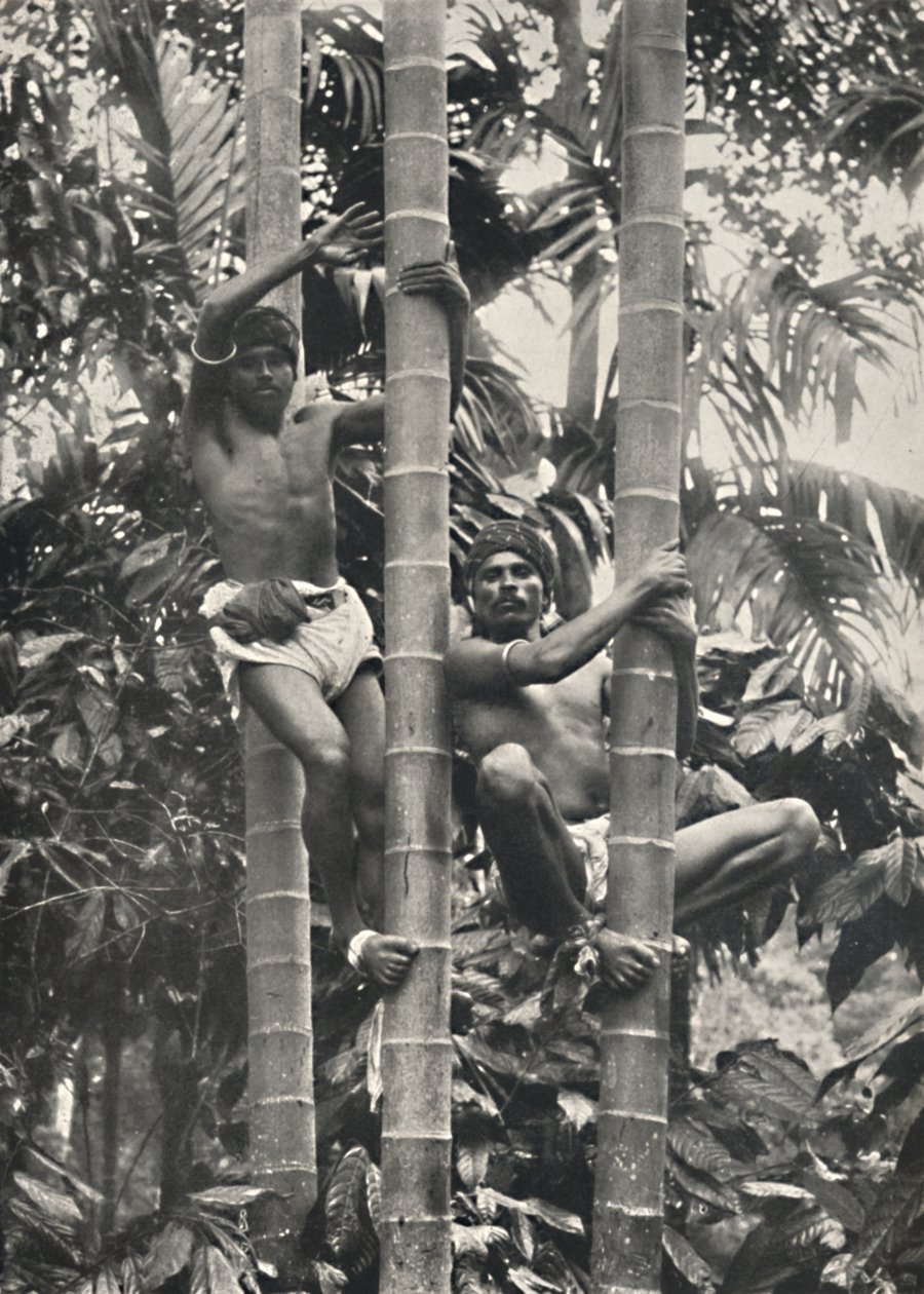 Ceylonese如何攀爬椰子树，1926年 作者 不明