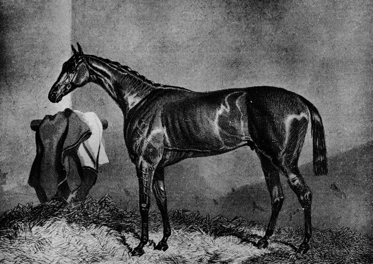 怀尔德·戴瑞尔（Wild Dayrell），1851年-1870年，1911年 作者 不明