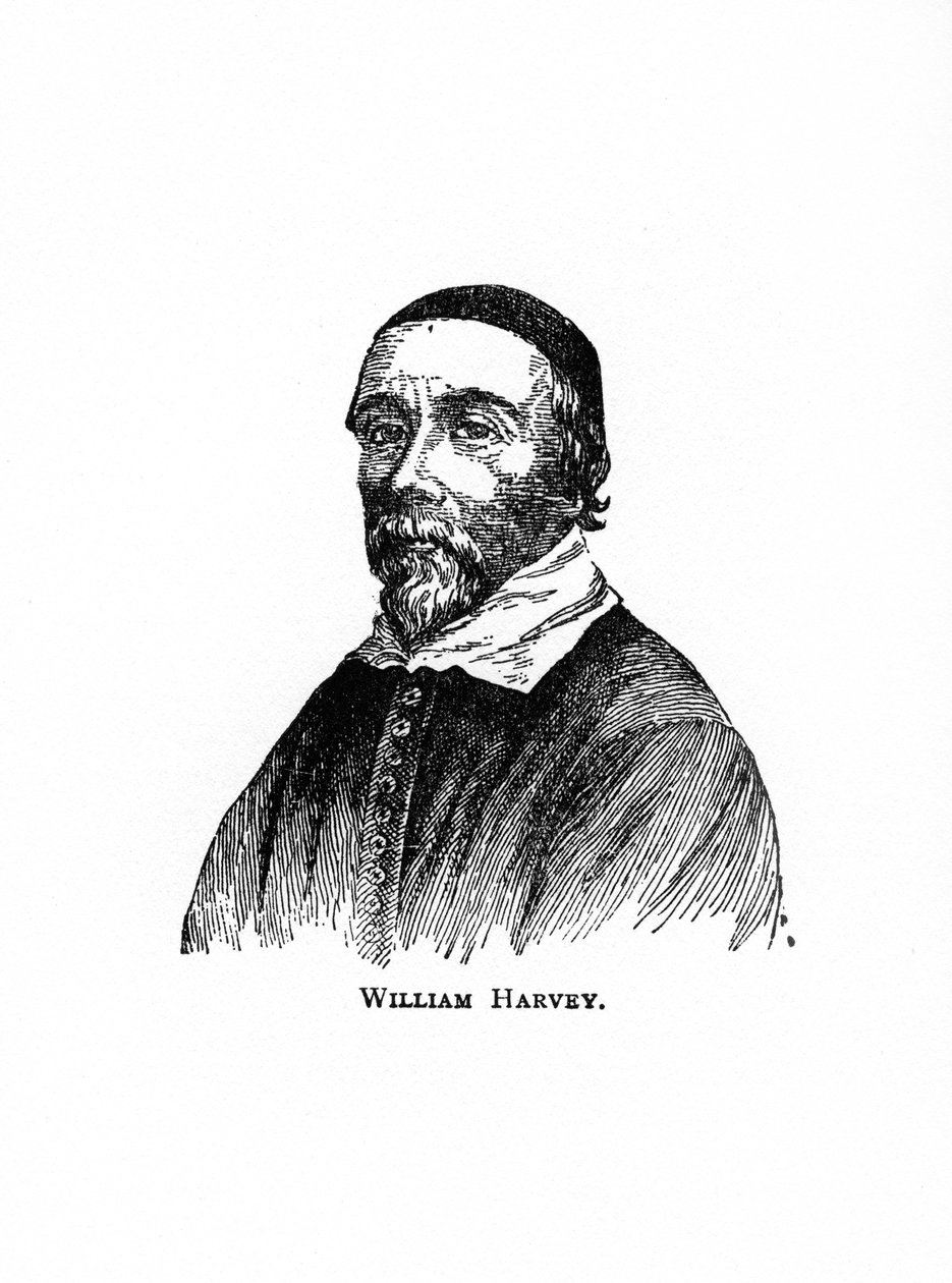 威廉·哈维（William Harvey），17世纪英国医师，20世纪 作者 不明