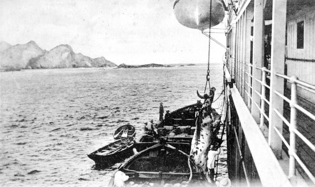 大约在1900年左右，将一头牛用绞车拖到智利海岸附近的船上 作者 不明