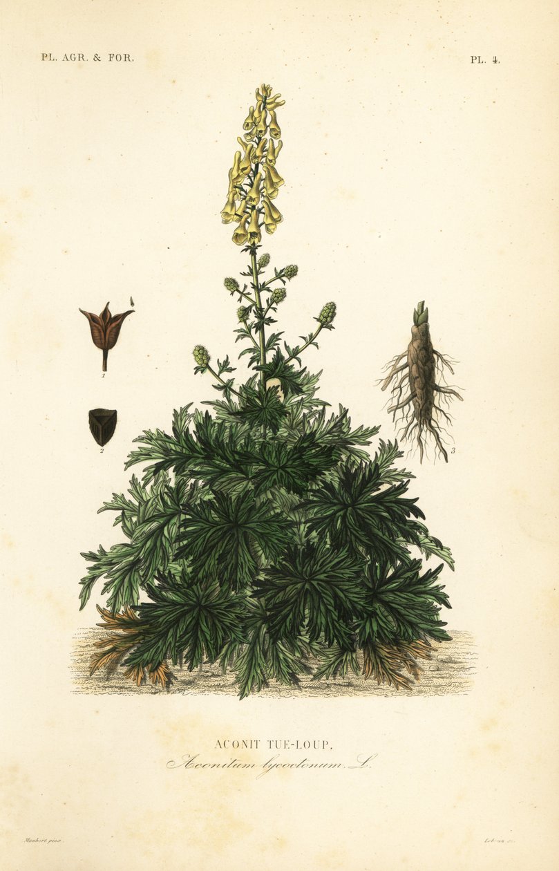 狼牙棒, Aconitum lycoctonum, Aconit tue-loup 作者 不明