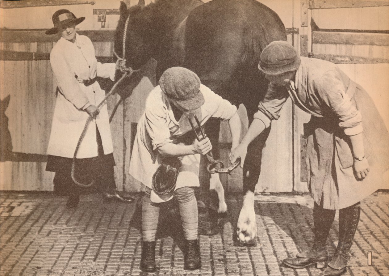 1935年，一家大型运输接触器公司的马医院里的女佣工 作者 不明