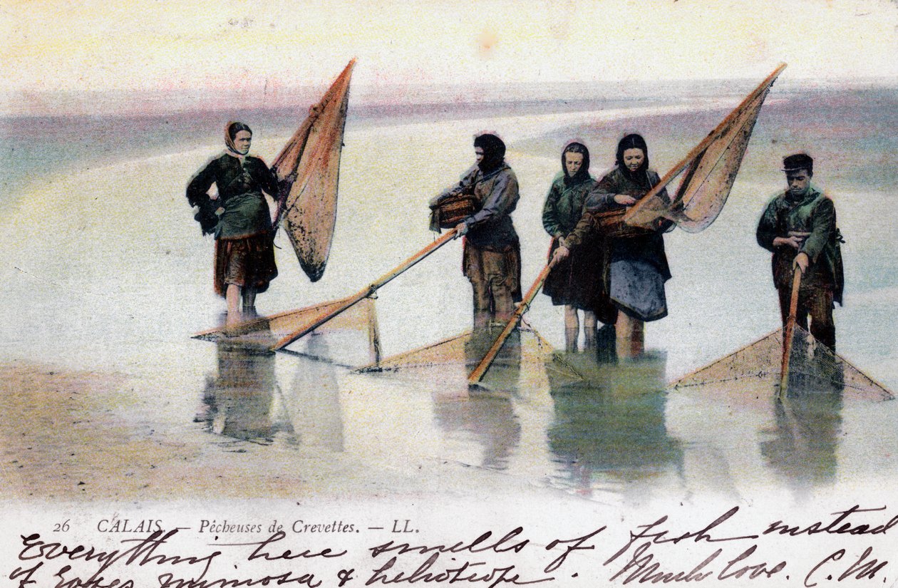 女性虾渔民，加来，1905年 作者 不明