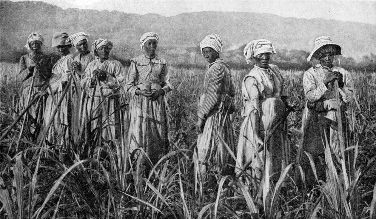 1922年在牙买加照看年轻甘蔗的妇女 作者 不明