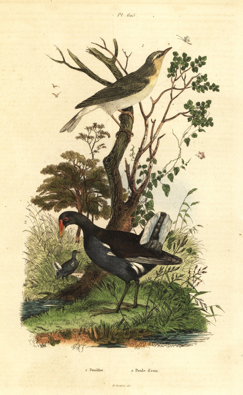 林莺、Phylloscopus sibilatrix 和 moorhen、Gallinula chloropus 作者 不明