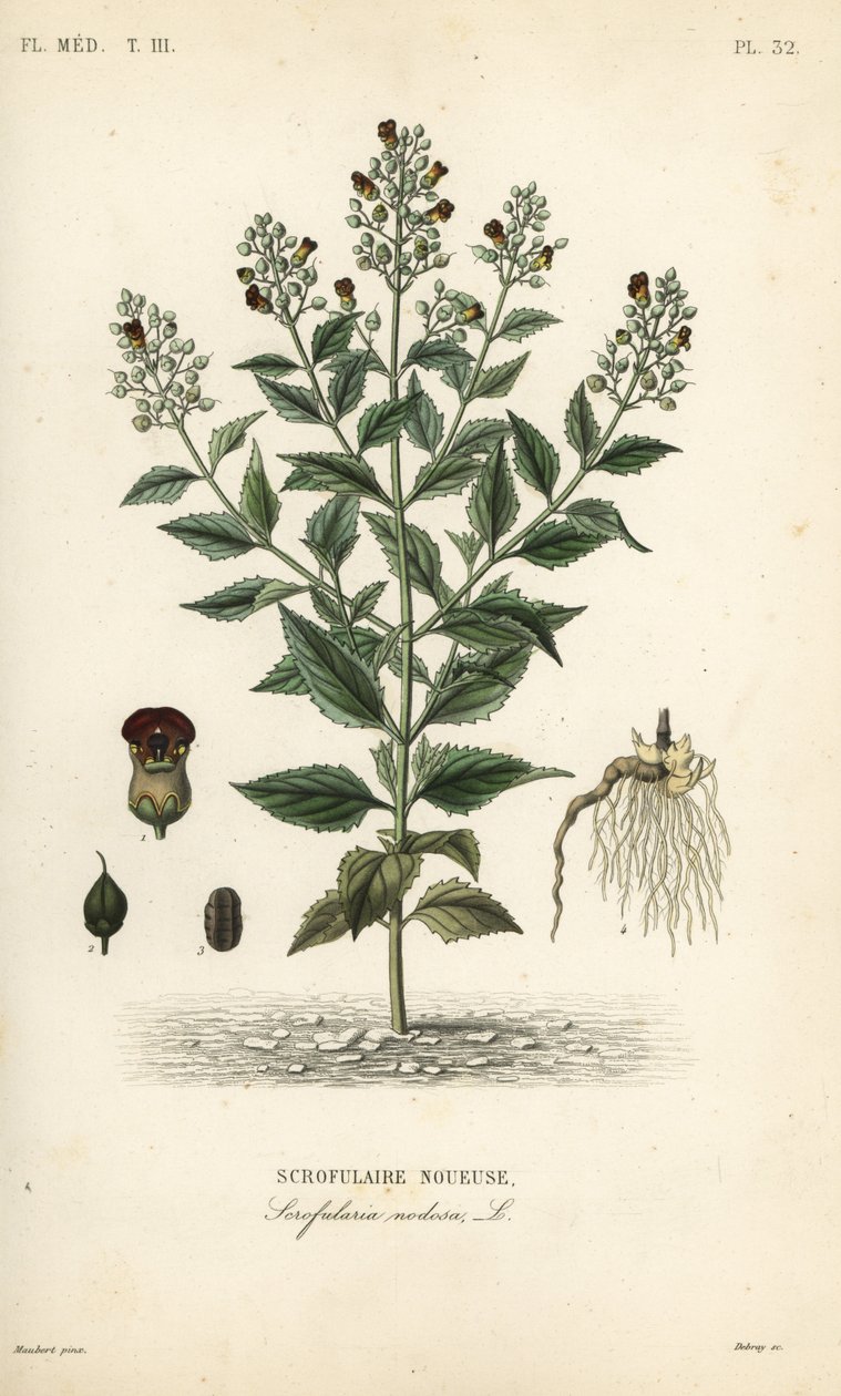 林地无花果、Scrophularia nodosa、Scrofulaire noueuse 作者 不明