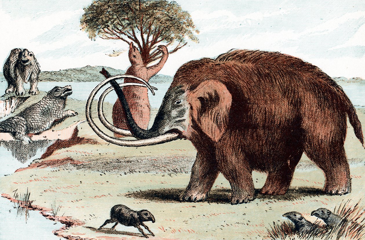 猛olly猛Ma象Mammuthus，1892年 作者 不明