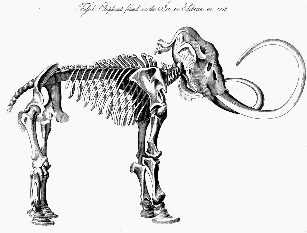 猛olly象猛Ma象骨架，1830年 作者 不明
