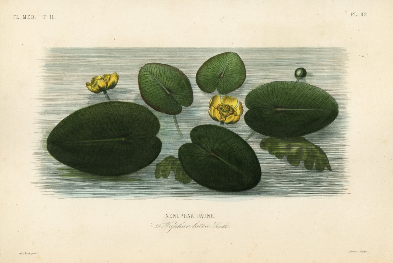 黄睡莲、Nenuphar lutea、Nenuphar lutea、Nenuphar jaune 作者 不明