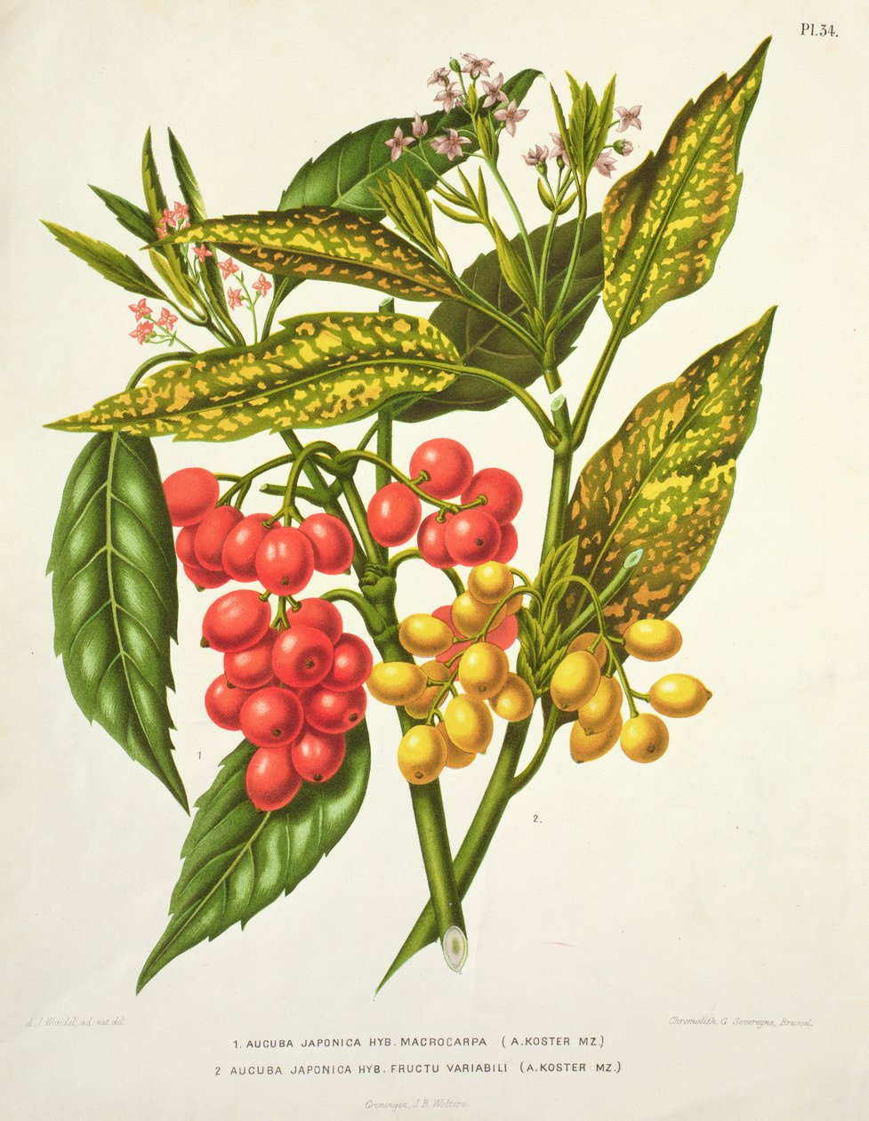 Aucuba japonica hybrid macrocarpa and Fructu variabili，作者：A. Koster（19世纪）（打印） 作者 未知未知