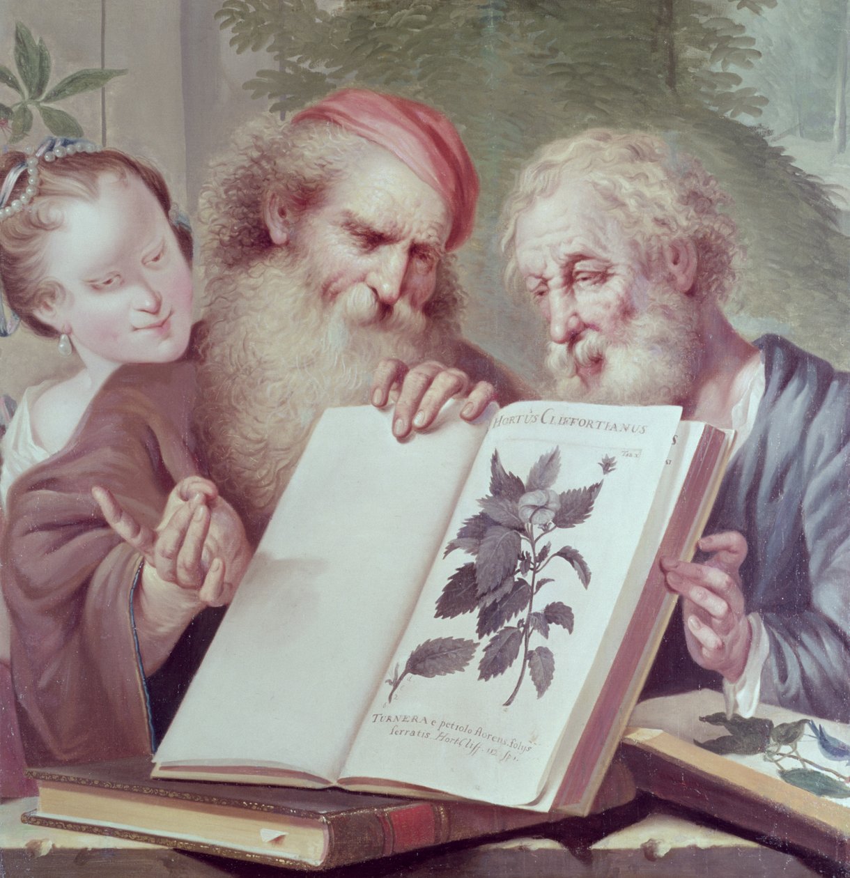 来自Hortus Cliffortianus的插图，由Carl Linnaeus（1707-78）出版，阿姆斯特丹1737-38 作者 未知未知
