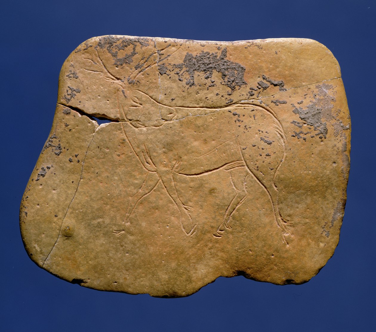 驯鹿，在石灰岩上雕刻，旧石器时代，Magdalenian V，来自Laugerie Basse，Dordogne，公元前2000年 作者 未知未知