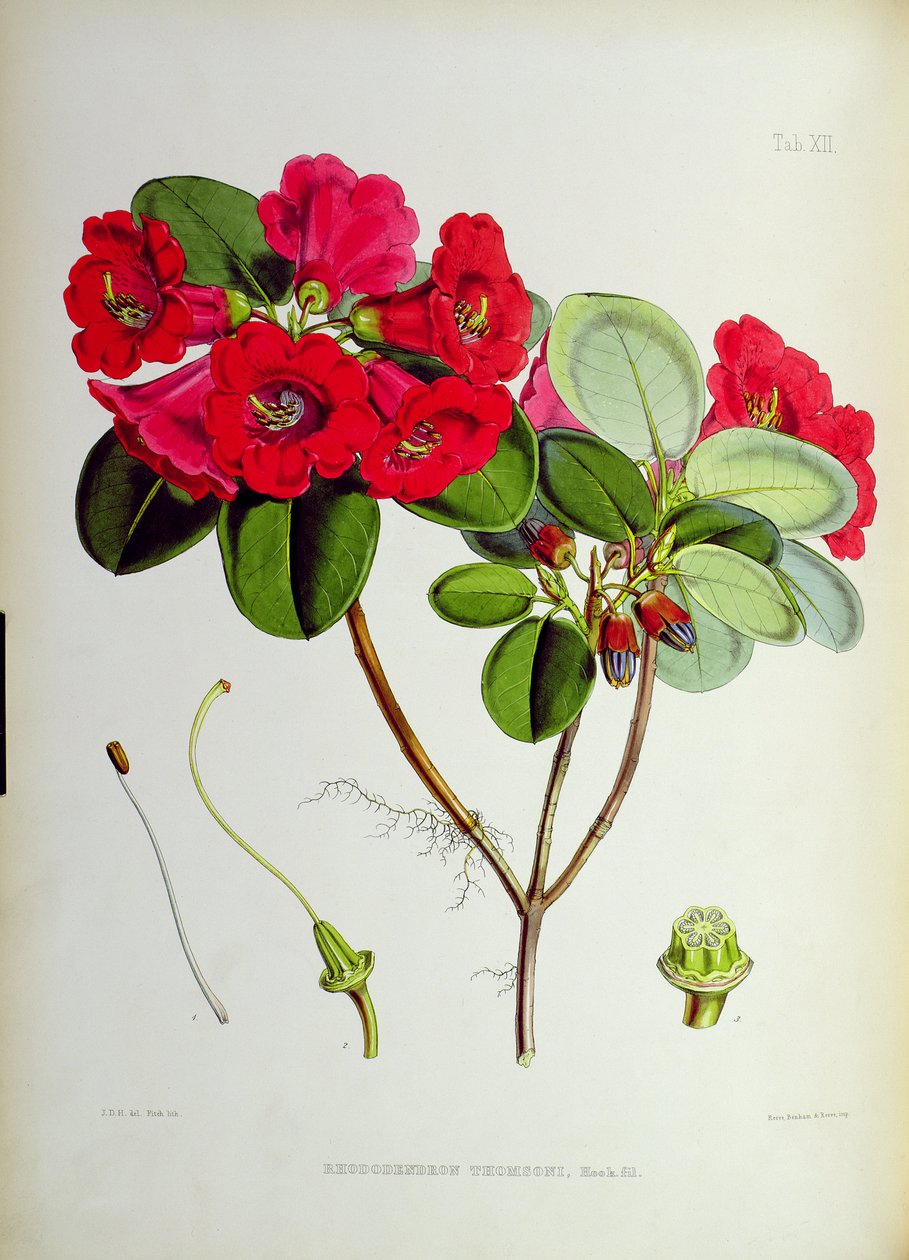 Rhododendron：Thomsoni，来自JD Hooker的“锡金喜马拉雅的杜鹃花”1849-51 作者 未知未知