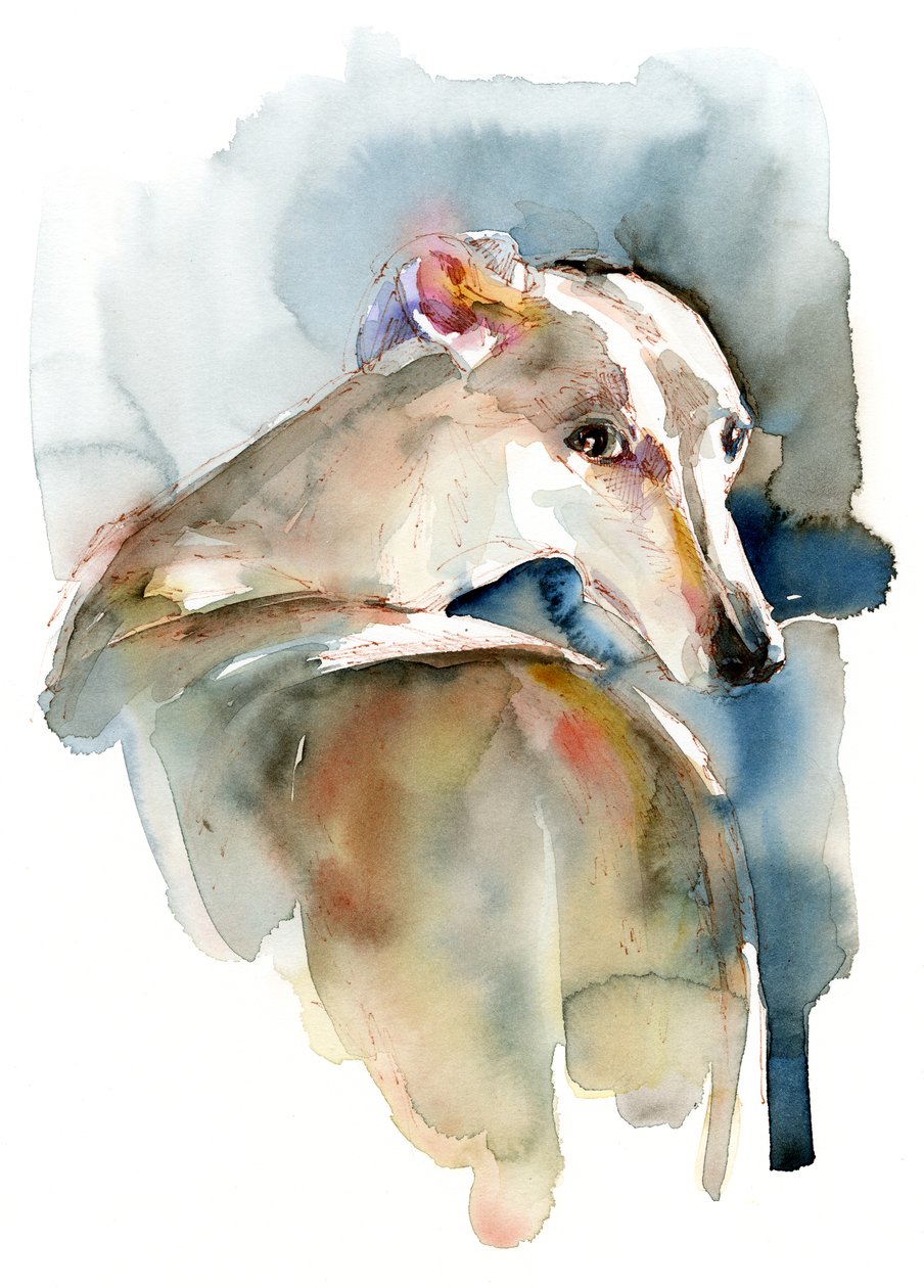 Greyhound Hope，2016， 作者 未知未知