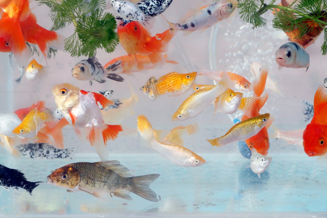 在宠物商店水族馆的许多金鱼待售，Cai Be，越南 作者 未知未知