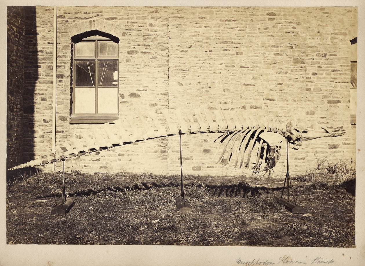 Mesoplodon Floweri Haast，1970年代末期 作者 未知未知