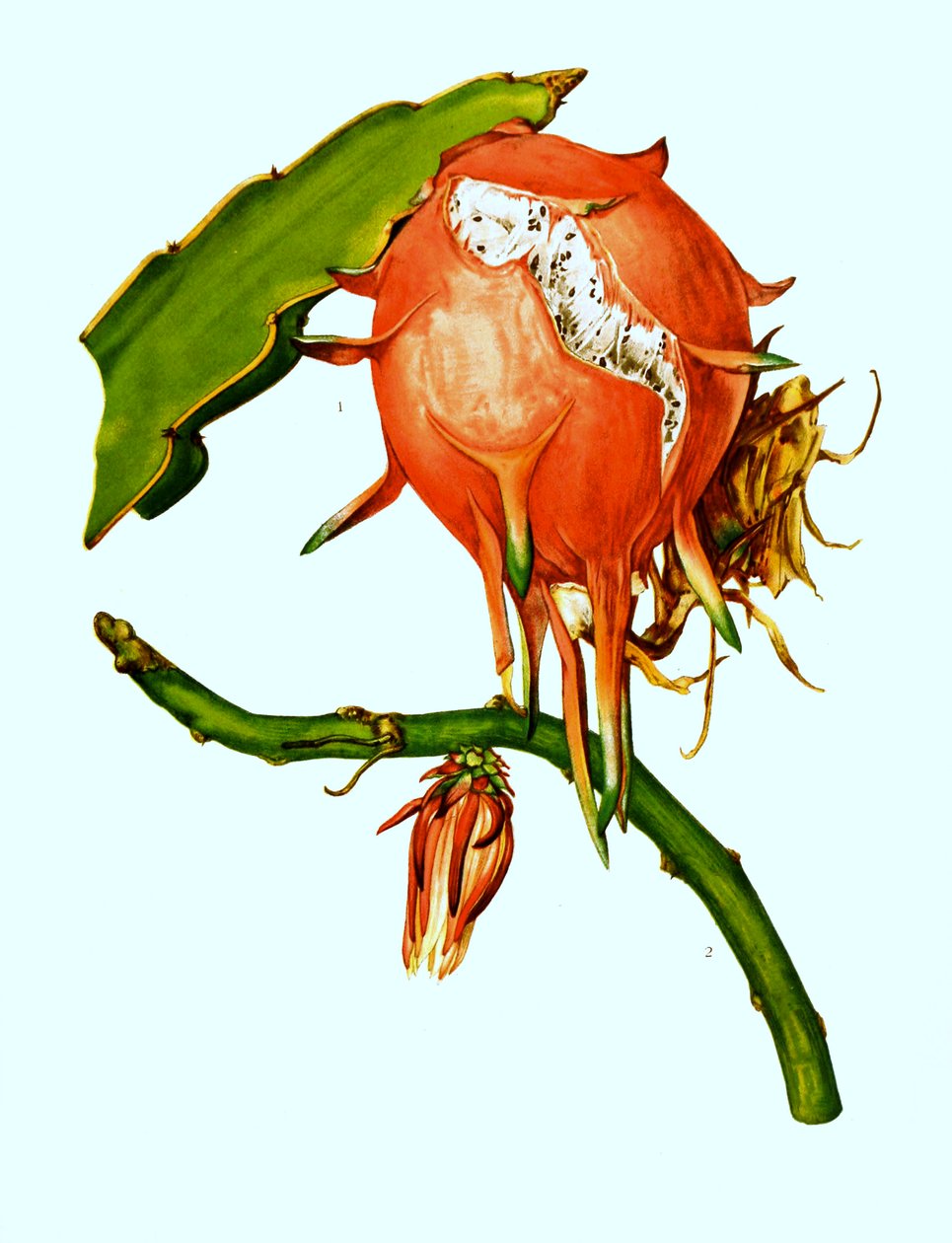 1. 2.Wilmattea minutiflora、仙人掌、仙人掌（Hylocereus undatus） 作者 未知艺术家