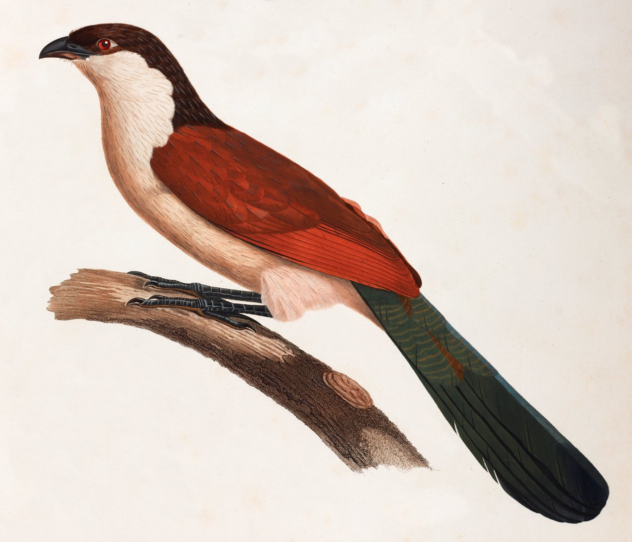 A colour illustration of a Brown bird with a green tail 作者 不明