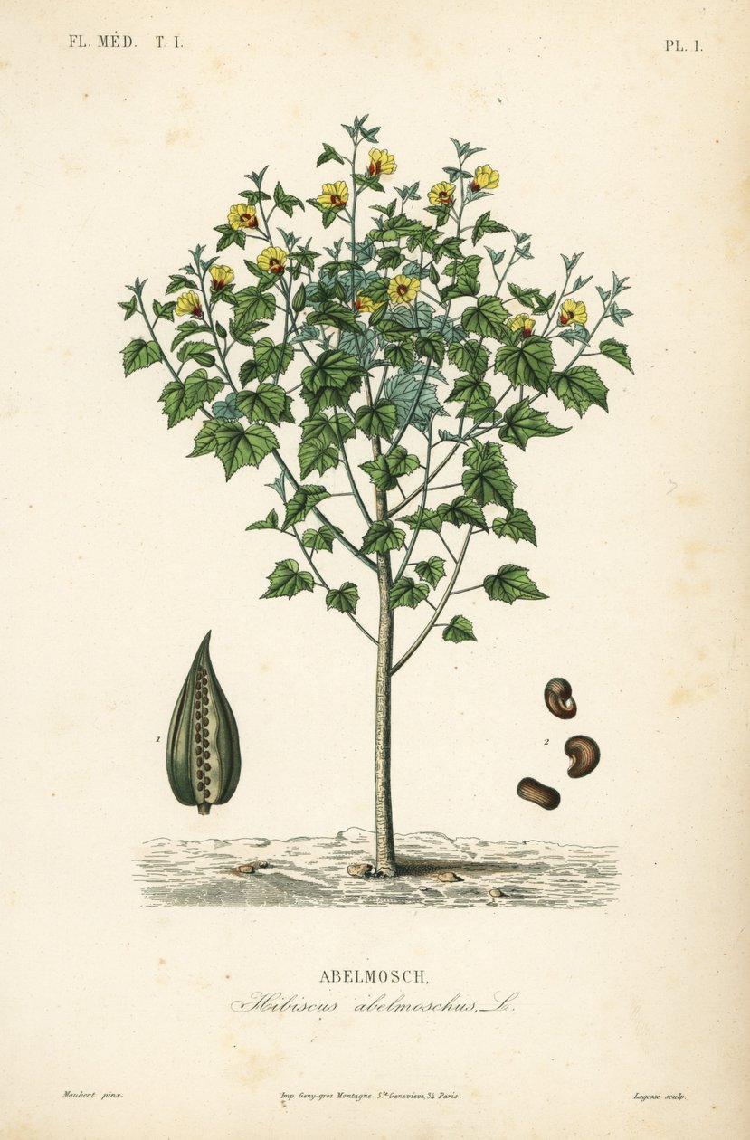 Abelmosk, ambrette or annual hibiscus, Abelmoschus moschatus, Hibiscus abelmoschus, Abelmosch 作者 不明