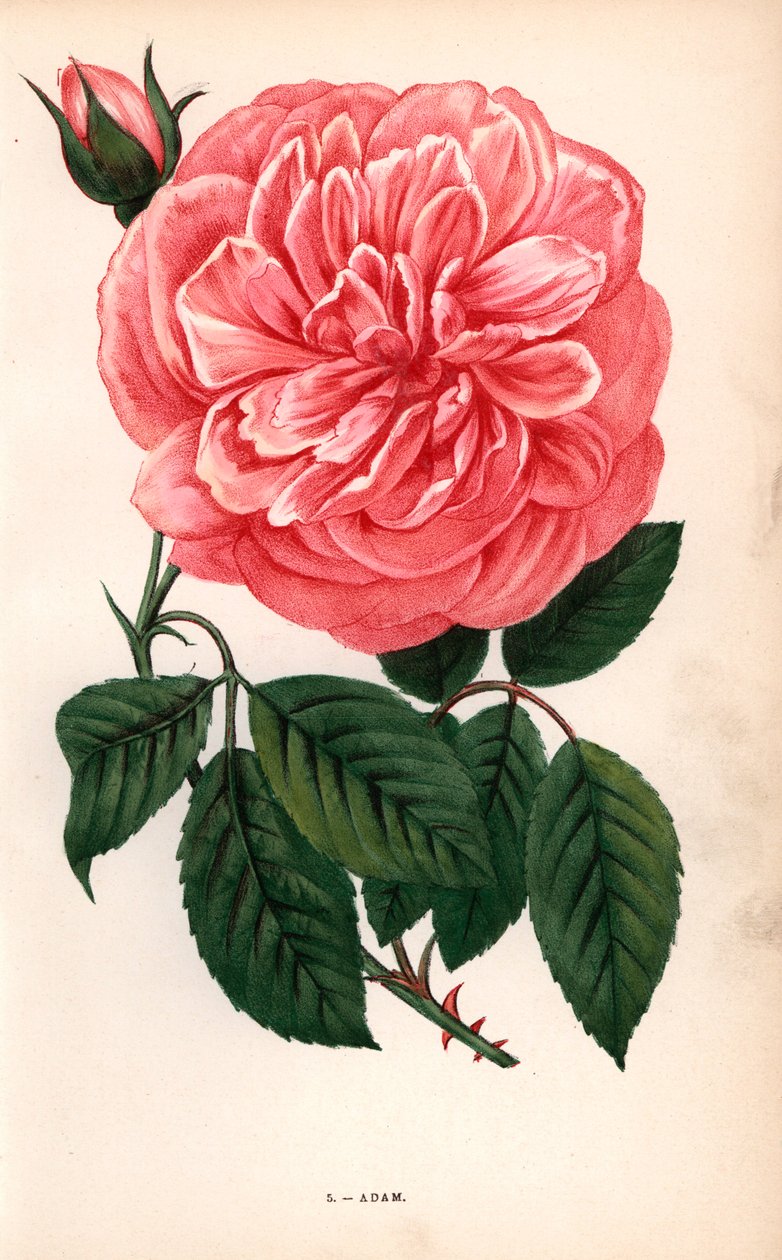 亚当玫瑰，兰斯的亚当先生于 1838 年培育的茶玫瑰品种。由 F. Grobon 根据 Hippolyte Jamain 和 Eugene Forney 的 "Les Roses "绘制并石版印刷的铬石版画。 作者 未知艺术家