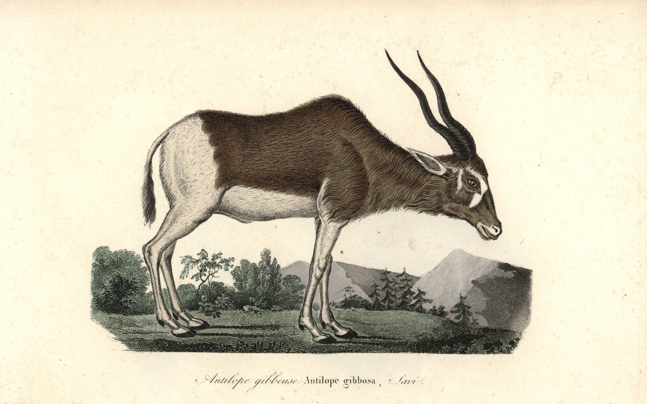 Addax或螺角羚，Addax nasomaculatus。极度濒危。Rene Primevere Lesson 的《布冯补编》中的手绘铜版画，巴黎 Pourrat Freres 出版社 作者 未知艺术家
