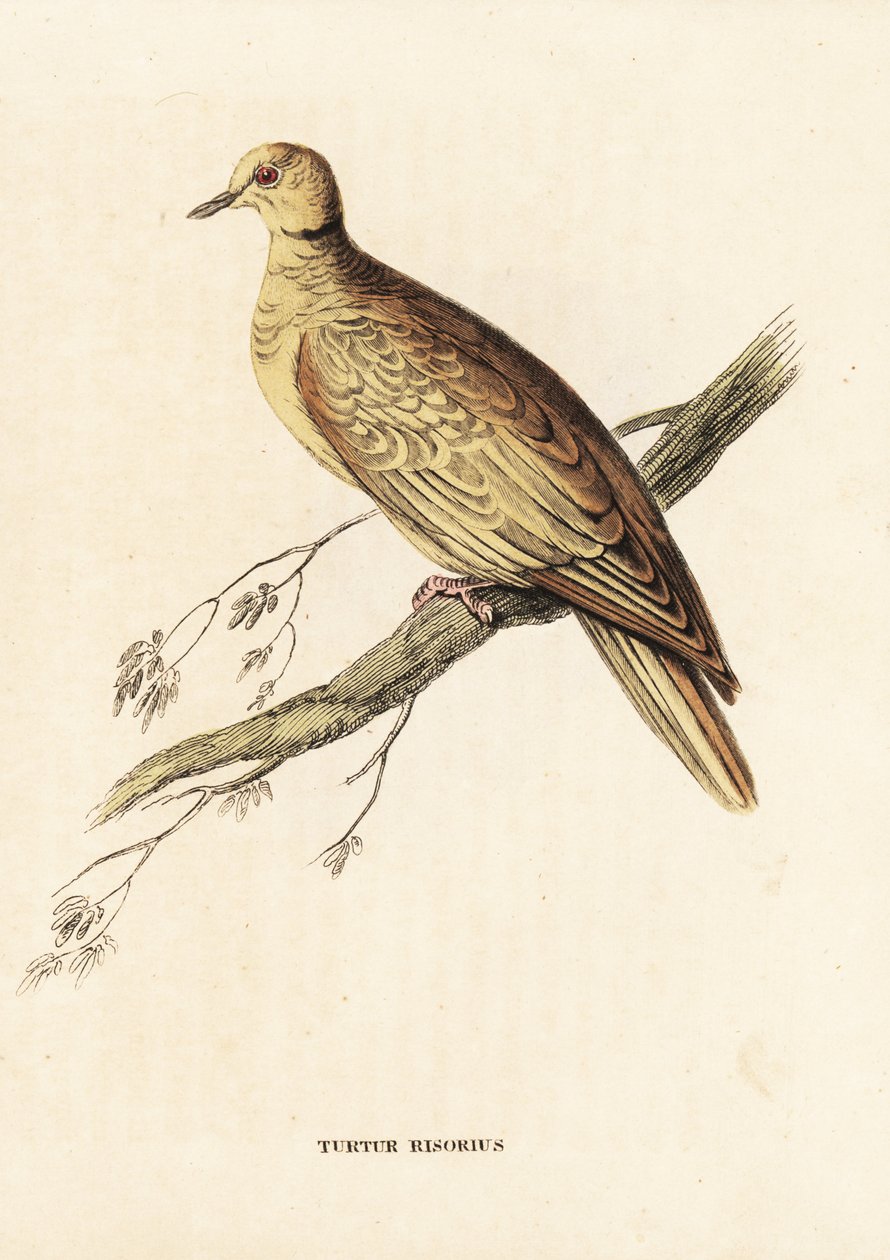 非洲斑鸠（环斑），Streptopelia roseogrisea risoria (Turtur risorius)。爱德华-李尔手绘彩色钢板雕刻，出自 Georg Friedrich Treitschke 的自然历史画廊，Naturhistorischer Bildersaal des Thierreiches，Liepzig。 作者 未知艺术家