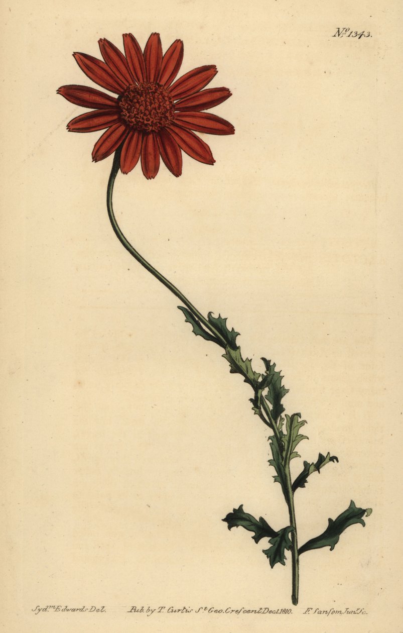 非洲雏菊, Arctotis glutinosa. 作者 不明