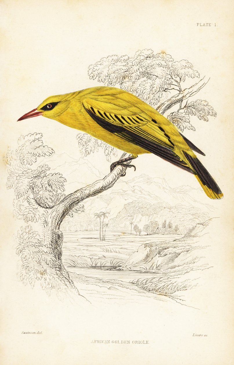非洲金黄鹂，Oriolus auratus。William Lizars 根据 William Swainson 制作的手绘钢版画，选自 William Jardine 爵士的《博物学家图书馆》：鸟类学：西非鸟类》，爱丁堡，W.H. Lizars 作者 未知艺术家