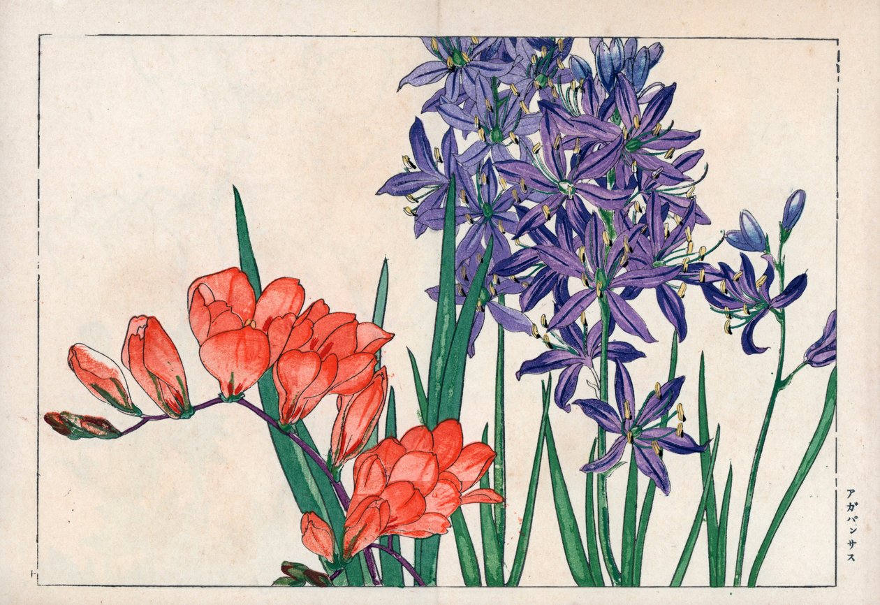非洲百合或尼罗河百合（蓝色）和小苍兰。非洲百合（Agapanthus africanus）和小苍兰（Freesia refracta）。Konan Tanigami 的 "Seiyou Sokazufu"（西方植物和花卉画册：春天）中的手工彩色木版画，Unsodo，Kyo。 作者 未知艺术家