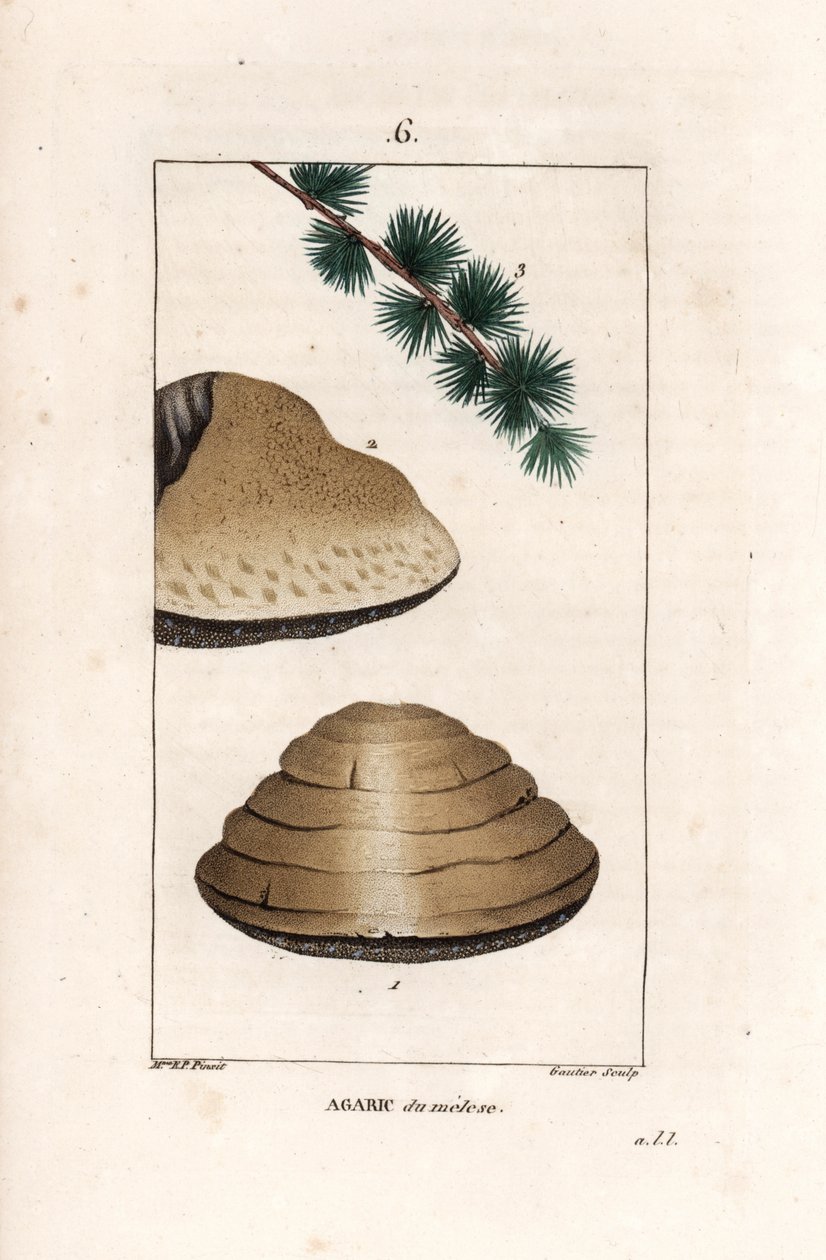 Agaric du meleze - Gautier 根据 Ernestine Panckoucke（1784-1860 年）的作品绘制的版画，摘自 La flore medicale，de Chaumeton，Poiret et Chamberet，巴黎，1830 年 - White night mushroom，Tricholoma album，及其落叶松寄主的树枝 - 版画 作者 未知艺术家
