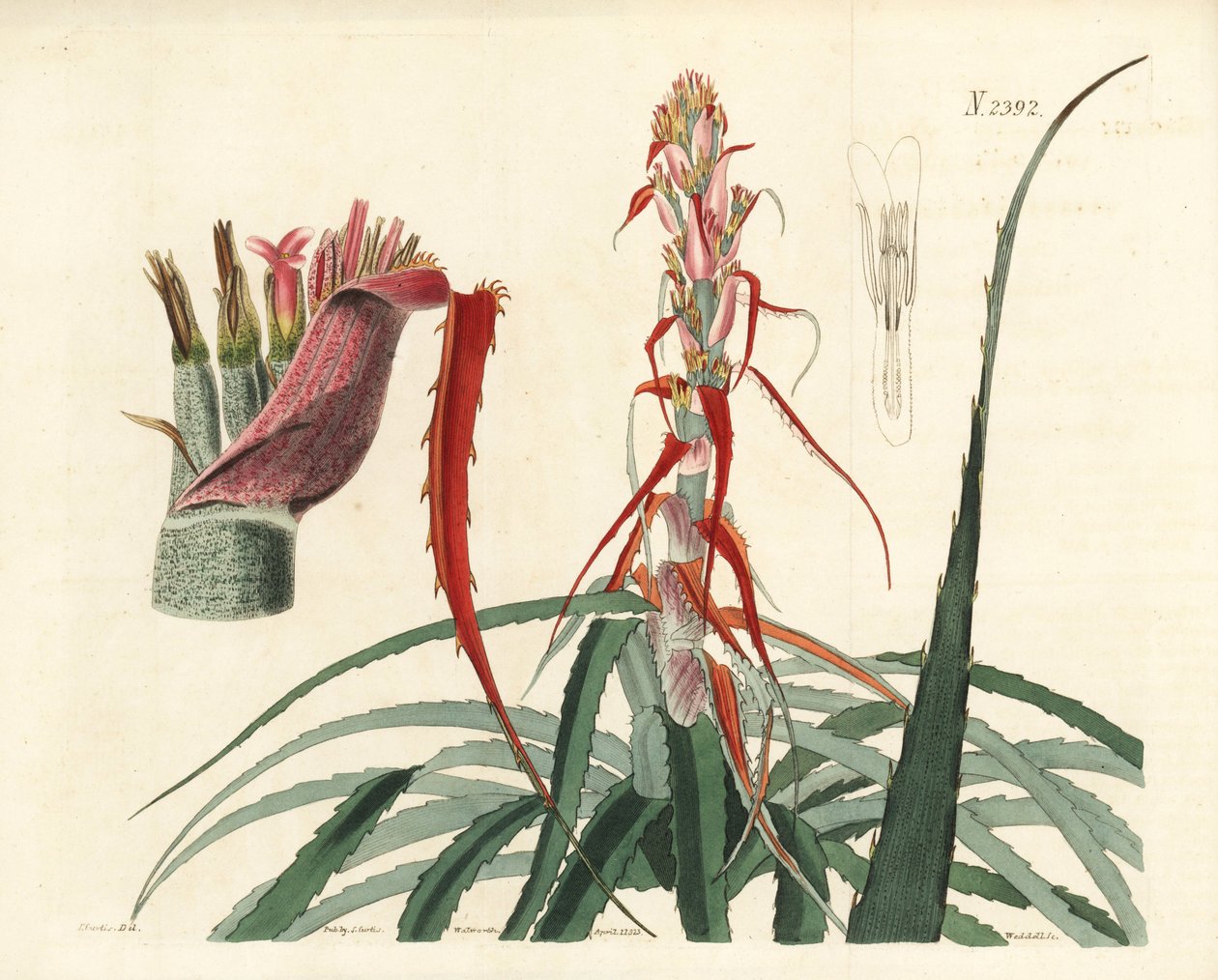 Aguava, Bromelia alsodes（窄叶菠萝，Bromelia sylvestris）。Weddell 根据 John Curtis 的植物插图绘制的手工彩色铜版画，插图出自 William Curtis 的《植物杂志》，Samuel Curtis，伦敦 作者 未知艺术家