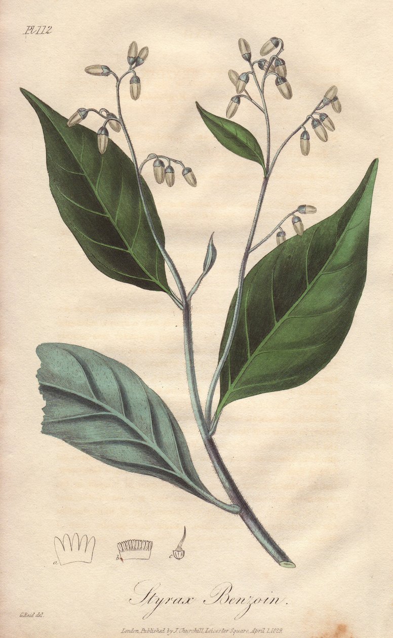 Alibouffier or styrax (Styrax benzoin) - William Clarke 为 John Stephenson 和 James Morss Churchill 所著《医学植物学，伦敦、爱丁堡和都柏林药用植物描述》配制的浓水，由约翰-丘尔（John Chur）在伦敦出版。 作者 未知艺术家