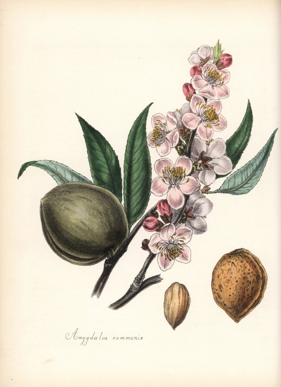 杏仁 - 普通杏仁，Prunus amygdalus (Amygdala communis)，有花、叶、果实和种子（坚果）。Chabots 的手绘锌版画，由 M. A. Burnett 小姐根据她的 "Plantae Utiliores: or Illustrations of Useful Plants "绘制，Whittaker，伦敦 作者 未知艺术家