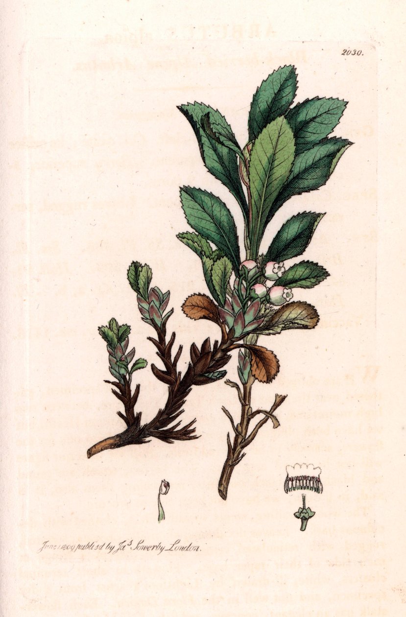 Alpine Busserole or Alpine Bear Grape (Arctostaphylos alpina) - Lithography based on a drawing by James Sowerby for Smith