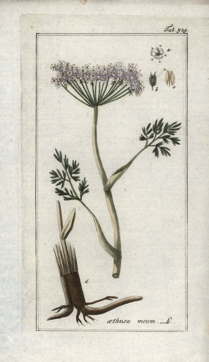 高山雪维菜或高山茴香（Meum athamantium）。约翰内斯-佐恩（Johannes Zorn，1739-1799 年）"Afbeelding der Artseny-Gewassen "中的石版画，荷兰 作者 未知艺术家