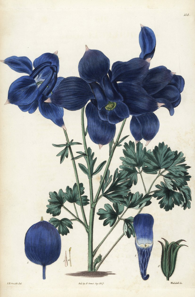 高山耧斗菜，Aquilegia alpina。韦德尔根据罗伯特-斯威特的《英国花圃》中爱德华-道尔顿-史密斯的植物插图绘制的手工彩色铜版雕刻，伦敦里奇韦市 作者 未知艺术家