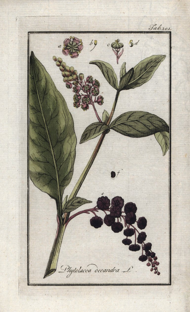 卡宴或印度的美洲葡萄或菠菜（Phytolacca decandra）。约翰内斯-佐恩（Johannes Zorn，1739-1799 年）"Afbeelding der Artseny-Gewassen "中的石版画，荷兰 作者 未知艺术家