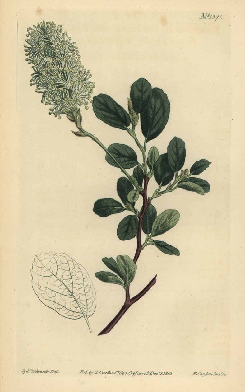 美国wych榛子，Fothergilla Gardenii (Blunt-leaved fothergilla, Fothergilla alnifolia obtusa) 作者 不明