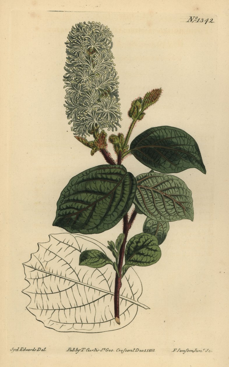 美国榛子，Fothergilla gardenii (Broad-leaved fothergilla，Fothergilla alnifolia major) 作者 不明