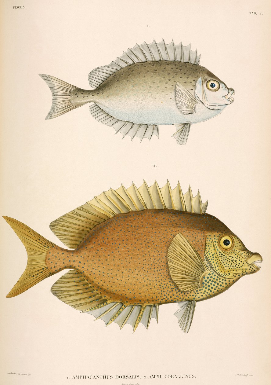 Amphacanthus dorsalis, Amphacanthus corallinus, 印度尼西亚 作者 未知艺术家