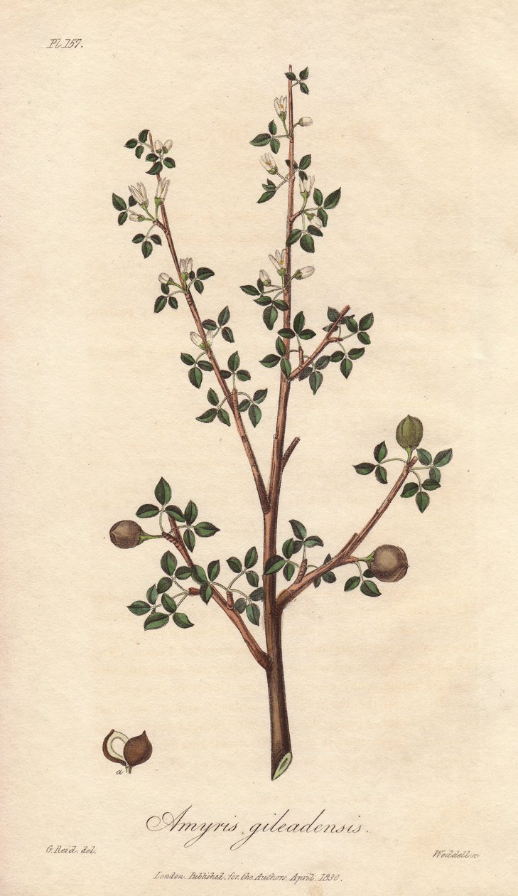 Amyris elemifera 或 Elemi Tree (Commiphora gileadensis) Strong water by William Clarke to illustrate "Medical Botanical, Description of the Medicinal Plants of the London, Edinburgh and Dublin" by John Stephenson and James Morss Churchill, published in Lond 作者 未知艺术家
