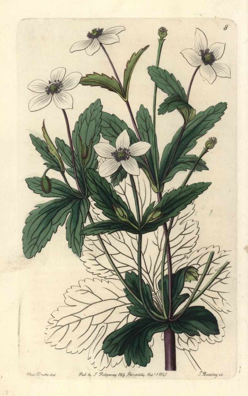 Anemone des rives - 薔薇，Anemone rivularis。乔治-巴克利（George Barclay）根据伦敦约翰-林德利（John Lindley）编辑的《爱德华兹植物志》中莎拉-德雷克（Sarah Drake）小姐的插图绘制的手工彩色铜版画：里奇韦 作者 未知艺术家