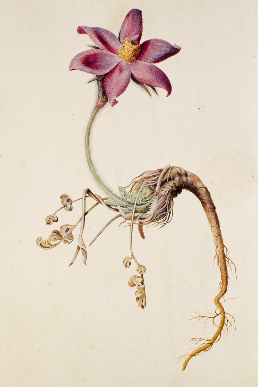 金莲花/Anenome pulstaille 作者 不明