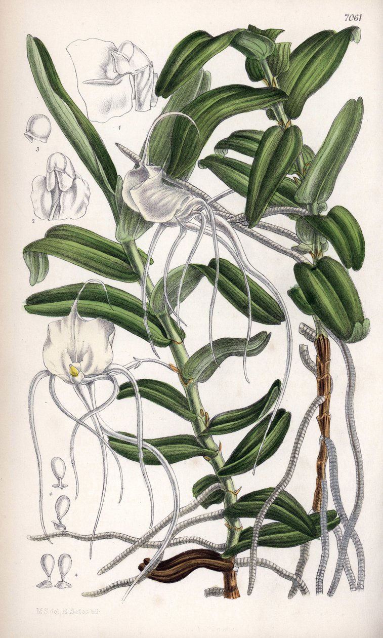 Angraecum germinyanum，马达加斯加白兰花。以法国 Adrien de Germiny 伯爵的名字命名。玛蒂尔达-史密斯（Matilda Smith，1854-1926 年）绘制，J.N. 菲奇在约瑟夫-道尔顿-胡克的《柯蒂斯植物杂志》上平版印刷，由 L. 里夫在英国伦敦出版。 作者 未知艺术家