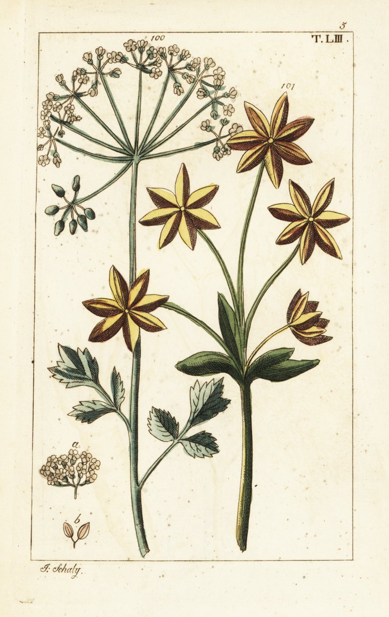 茴香或大茴香，Pimpinella anisum。 作者 未知艺术家