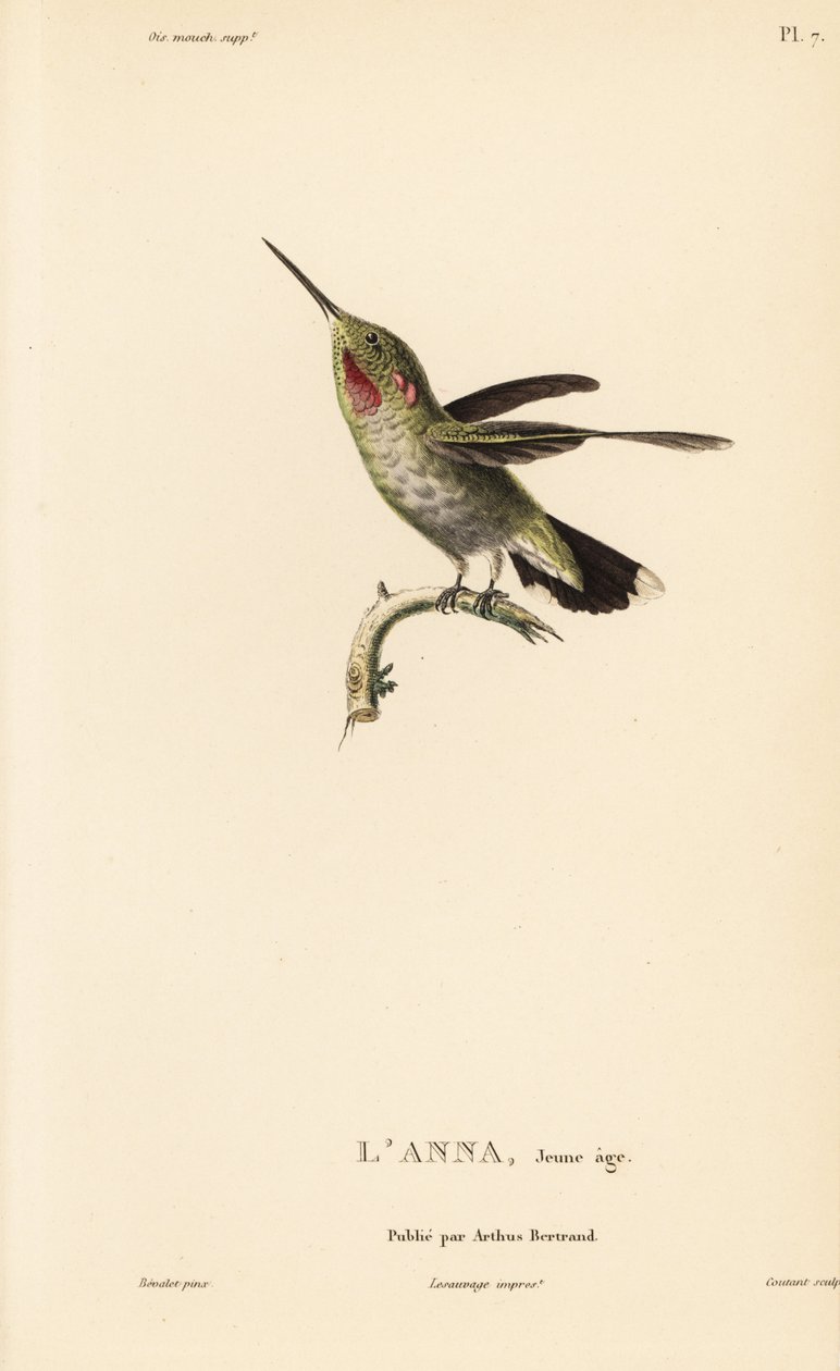 安娜蜂鸟，Calypte anna (Ornismya anna)，幼鸟。Coutant 根据让-加布里埃尔-普雷特尔（Jean-Gabriel Pretre）的插图绘制的手工彩色钢版画，插图出自 Rene Primevere Lesson 的《蜂鸟科利布里属自然史》。 作者 未知艺术家
