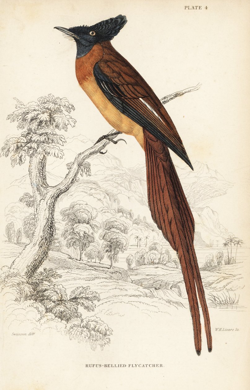 Annobon paradise flycatcher，Terpsiphone smithii，易危。(Rufos-bellied flycatcher, Muscipeta rufiventer)。William Lizars 根据 William Swainson 制作的手绘钢版画，选自 William Jardine 爵士的《博物学家图书馆》：鸟类学：韦斯的鸟类 作者 未知艺术家