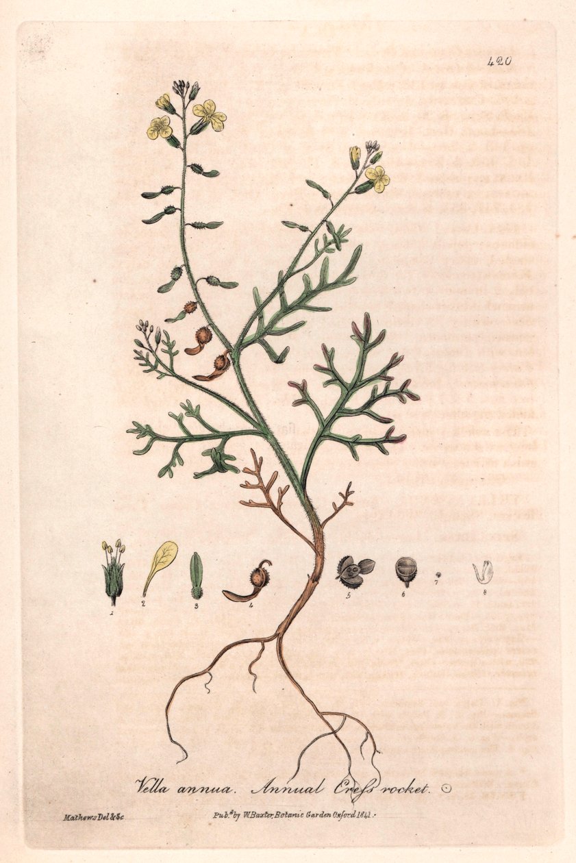 一年生维拉（Vella annua）--艾萨克-罗素绘制的植物图版，查尔斯-马修斯雕刻，选自威廉-巴克斯特（1788-1871 年）的《英国植物现象》。 作者 未知艺术家